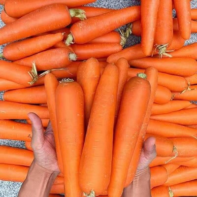 沙地水果红萝卜红皮红心新鲜脆甜沙窝生吃即食胡萝卜9斤代发批发图2