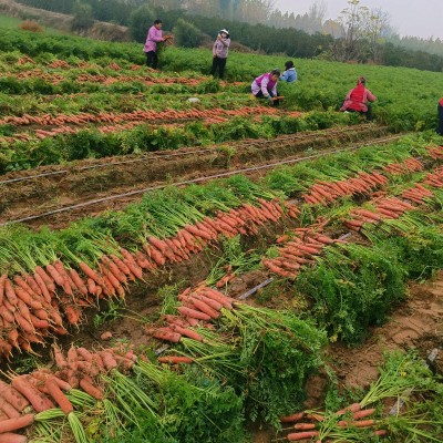 沙地水果红萝卜红皮红心新鲜脆甜沙窝生吃即食胡萝卜9斤代发批发图3