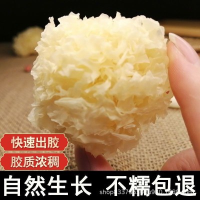 古田椴木小银耳 非通江银耳煲糖水新货干货批发【包邮】一件代发图2