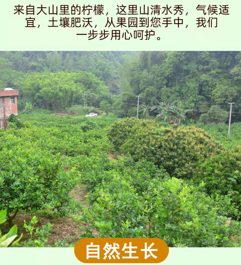 无籽青柠-1_12.jpg