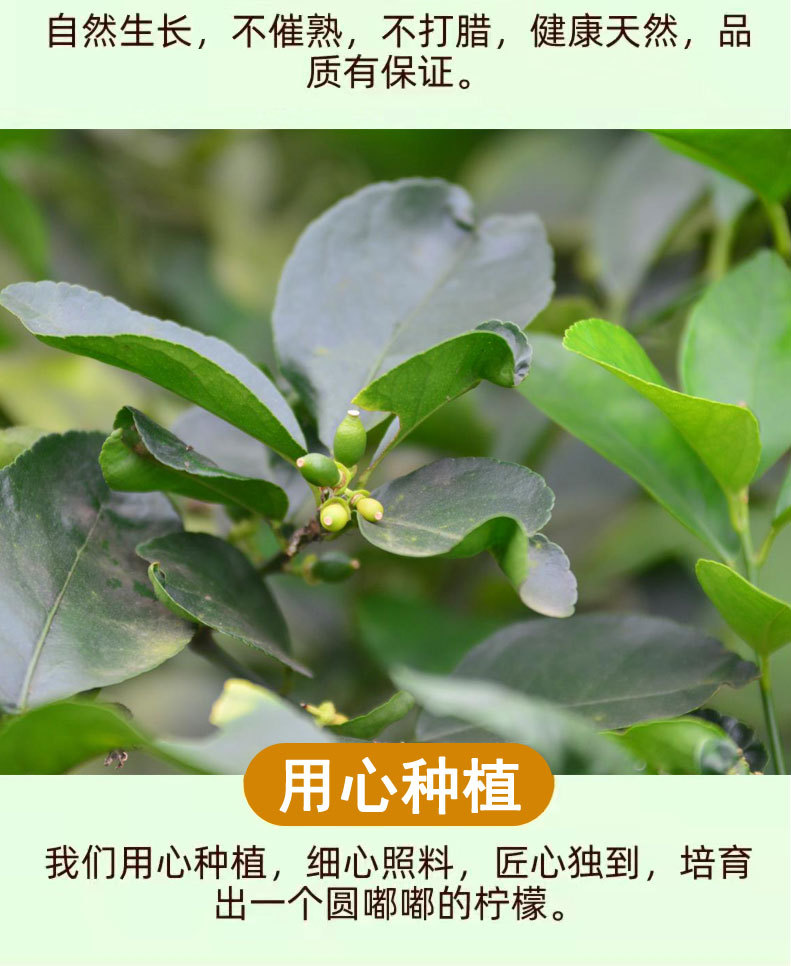 无籽青柠-1_13.jpg