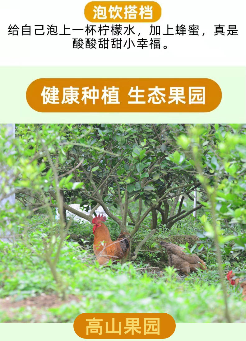 无籽青柠-1_11.jpg