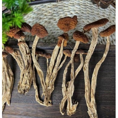 云南云滋道茶树菇可煲汤炒菜一袋80g图5