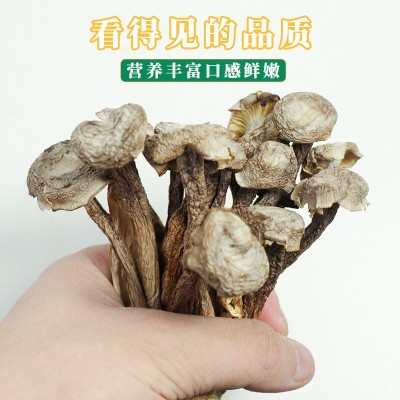厂家批发鹿茸菇干货鹿茸菌180g无硫野生菌新鲜好菇土特产煲汤食材图2