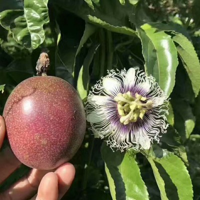 广西百香果热带水果新鲜西番莲鸡蛋果现摘3斤精装大红果酸爽香甜图3