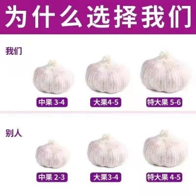 蒜新干山东紫皮大蒜头批发价新鲜大蒜新干蒜头1/3/5/10斤一件批发图3