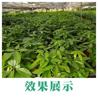 雅护 氨基酸水溶肥 腐植酸 海藻 抗低温促根养根花卉蔬菜育苗通用图4