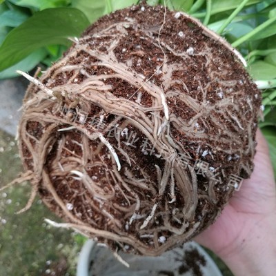 雅护 氨基酸水溶肥 腐植酸 海藻 抗低温促根养根花卉蔬菜育苗通用图3