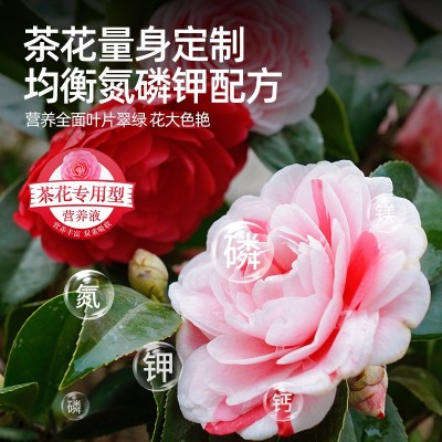 茶花肥料专用肥喜酸植物营养液山茶花杜鹃茉莉促开花家用盆栽植物图2