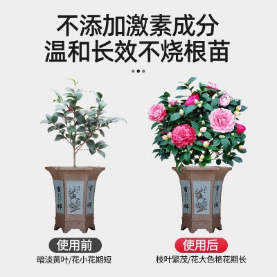 茶花肥料专用肥喜酸植物营养液山茶花杜鹃茉莉促开花家用盆栽植物图3