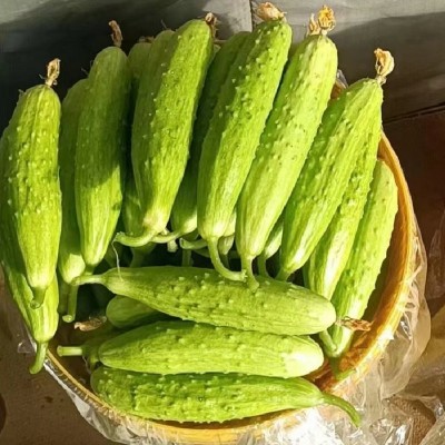 山东海阳白玉黄瓜新鲜蔬菜农家青瓜生吃脆嫩鲜果蔬小黄瓜批发代发图2