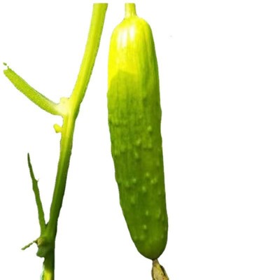 山东海阳白玉黄瓜新鲜蔬菜农家青瓜生吃脆嫩鲜果蔬小黄瓜批发代发图5