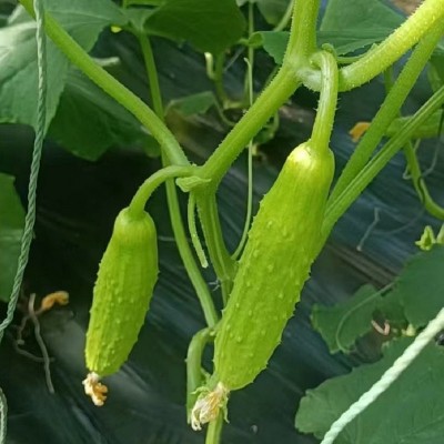 山东海阳白玉黄瓜新鲜蔬菜农家青瓜生吃脆嫩鲜果蔬小黄瓜批发代发图4