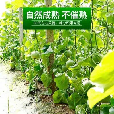 甜瓜现摘现发甜绿宝香瓜5斤新鲜水果应季脆绿宝石脆甜香甜厂家图3