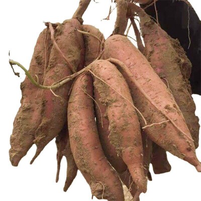 陕西板栗红薯新鲜香甜糯现挖现发地瓜农家自种蜜薯沙地薯番批发图5