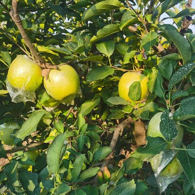 正宗王林苹果 青苹果 日本青森丑苹果当季新鲜水果脆甜现摘图5
