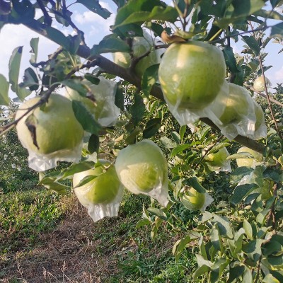 正宗王林苹果 青苹果 日本青森丑苹果当季新鲜水果脆甜现摘图3