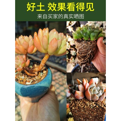 多肉土专用营养土肉肉颗粒土植物种植土铺面石叶插家用泥炭土大包图3