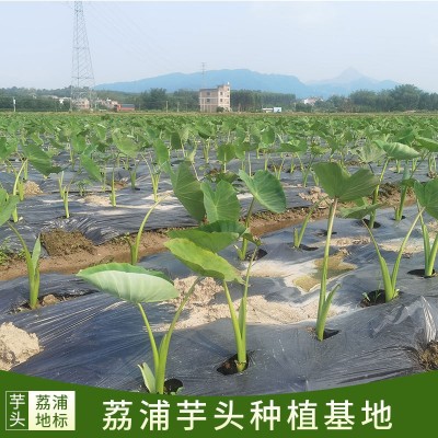 荔浦特产基地新鲜采挖有机蔬果荔浦特大芋头粉香糯9斤礼盒装图4