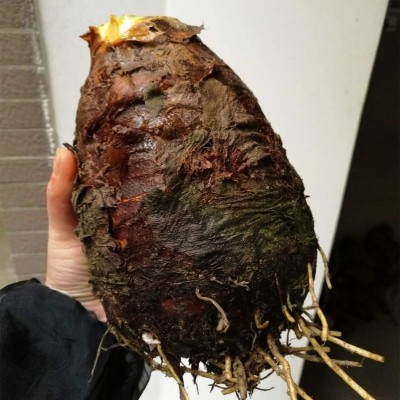 广西荔浦新鲜大芋头正宗现挖粉糯香芋5斤槟榔芋艿紫藤毛芋5斤包邮图4