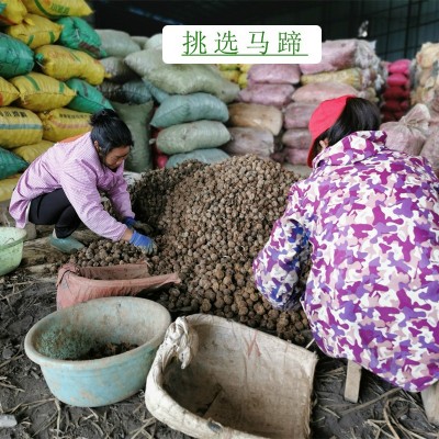 广西荔浦马蹄现挖新鲜带泥荸荠马蹄清甜脆爽马蹄批发图4