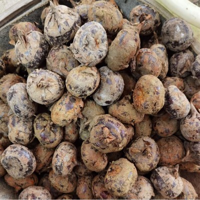 广西荔浦马蹄现挖新鲜带泥荸荠马蹄清甜脆爽马蹄批发图3