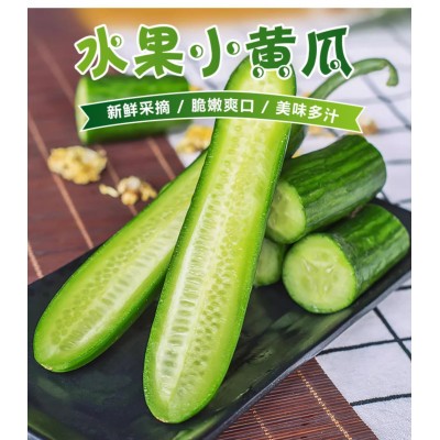 水果黄瓜5斤潍坊蔬菜生吃脆新鲜青瓜荷兰当季无刺小黄瓜现摘包邮图3