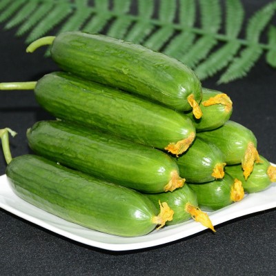 水果黄瓜5斤潍坊蔬菜生吃脆新鲜青瓜荷兰当季无刺小黄瓜现摘包邮图2