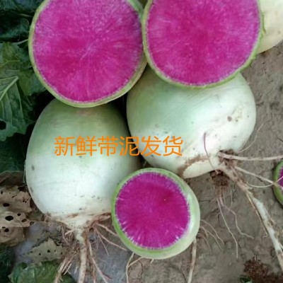 山东5斤新鲜心里美萝卜心灵美绿皮红心水果萝卜蔬菜绿皮红心包邮图2