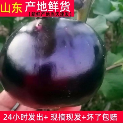 圆茄子5斤 山东新鲜农家时令薄皮现摘圆茄子批发孕妇儿童蔬菜包邮图2