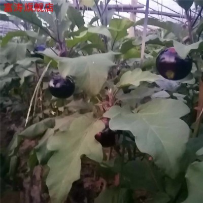 圆茄子5斤 山东新鲜农家时令薄皮现摘圆茄子批发孕妇儿童蔬菜包邮图5