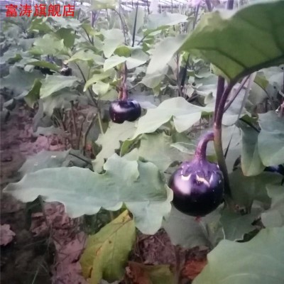 圆茄子5斤 山东新鲜农家时令薄皮现摘圆茄子批发孕妇儿童蔬菜包邮图4