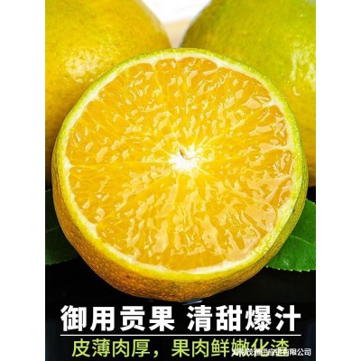 老树大果 9斤广西皇帝柑新鲜水果现摘当季时令水果包邮尝鲜图2