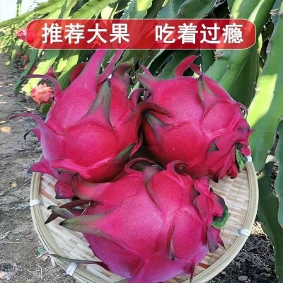 广西金都一号红心火龙果5斤当季新鲜水果10红肉整箱批发超甜大果图2