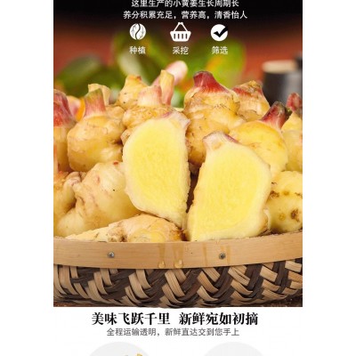 云南小黄姜批发图3