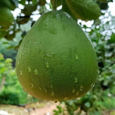 云南蜜柚大果青柚傣柚青柚新鲜青皮白心蜜柚当季水果一件代发图4