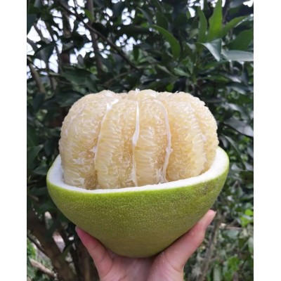 云南蜜柚大果青柚傣柚青柚新鲜青皮白心蜜柚当季水果一件代发图3