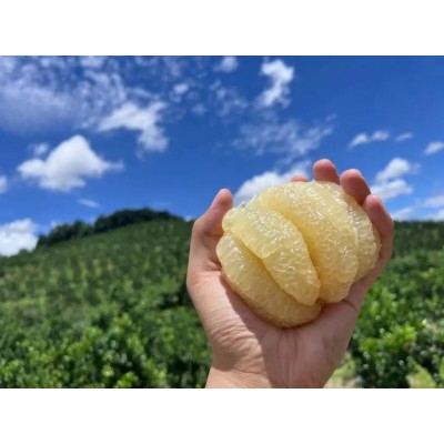 云南蜜柚大果青柚傣柚青柚新鲜青皮白心蜜柚当季水果一件代发图5