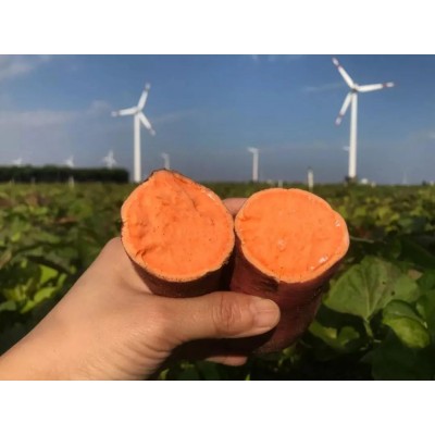 福建漳州六鳌蜜薯新鲜糖心红蜜薯地瓜新鲜现挖烤薯一件代发图2