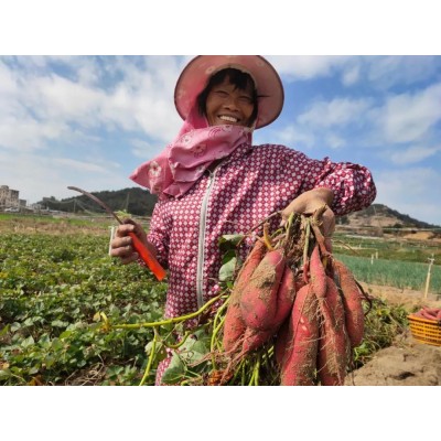 福建漳州六鳌蜜薯新鲜糖心红蜜薯地瓜新鲜现挖烤薯一件代发图5