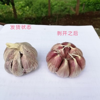 云南大理紫皮大蒜新鲜紫皮蒜东川红蒜地摊多瓣分瓣蒜非独头蒜批发图3