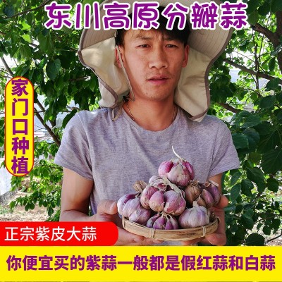 云南大理紫皮大蒜新鲜紫皮蒜东川红蒜地摊多瓣分瓣蒜非独头蒜批发图2