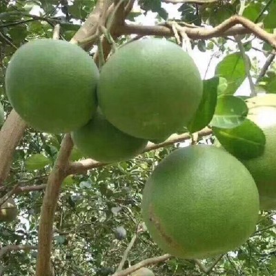 泰国青柚西施甜蜜柚沙田白糖蜜青皮白心柚子代发新鲜云南水果5斤图3