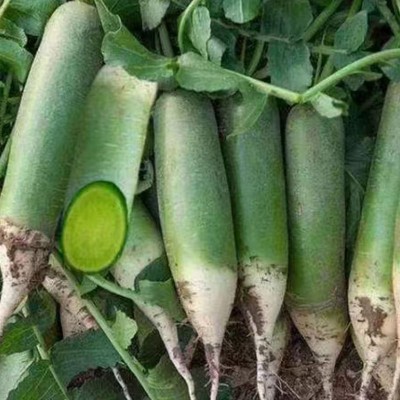 山东潍坊青萝卜 正宗潍县萝卜 新鲜甜脆生食现挖现发翠绿水果萝卜图4