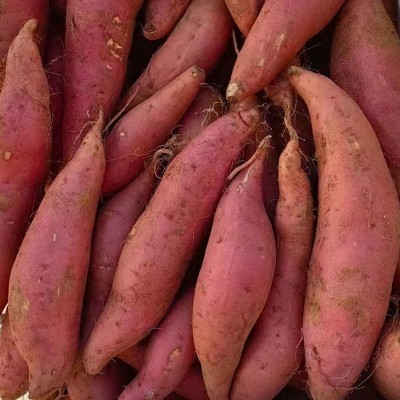 正宗唐山烟蜜薯糖心蜜薯新鲜红薯现挖现发供应烤地瓜甜糯流蜜番薯图2