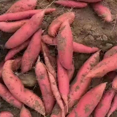 正宗唐山烟蜜薯糖心蜜薯新鲜红薯现挖现发供应烤地瓜甜糯流蜜番薯图4