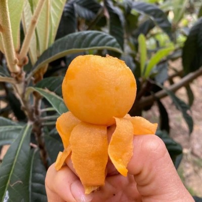 现货云南蒙自枇杷新鲜水果高山枇杷当季枇杷果琵琶整箱3-5斤图4
