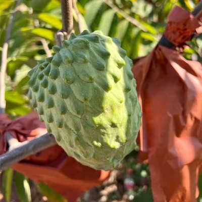 云南牛奶纯甜凤梨释迦果番荔枝应季新鲜摩尼果时令水果整箱包邮图2