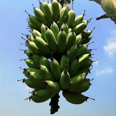 广西新鲜小米蕉,新鲜香蕉,现采现发香蕉水果图4