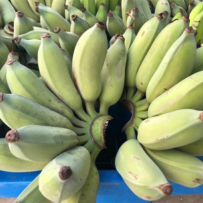 广西新鲜小米蕉,新鲜香蕉,现采现发香蕉水果图3